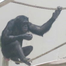 チンパンジーの行動はとても人間に似ていますね。