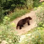 アーレ川の土手に熊がいます