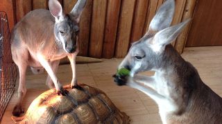 天保山アニパは動物好きには最高