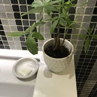 バスルームに観葉植物があるだけで癒されます。世界初めてです。