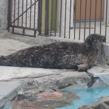 アザラシちゃん１