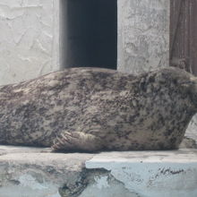 アザラシちゃん２