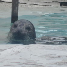 アザラシちゃん３