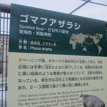 ゴマフちゃんの解説はこちらで。