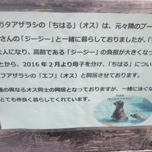 同種の親子でなく、異種の同世代が同居しているみたい（笑）