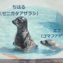 仲良しみたいだねぇ～。