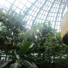 温室内の様子