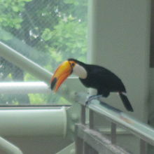 芸達者なオニオオハシちゃんは必見です！