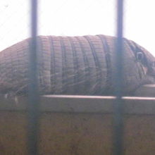 アルマジロちゃんも観てあげて下さいね！