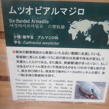 アルマジロの解説はこちらで。