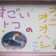 オニオオハシのすごいトコ！だって（笑）。