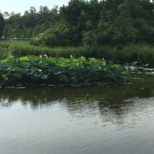 香港ウェットランド パーク (香港湿地公園)