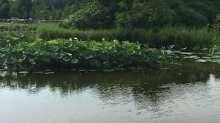 香港ウェットランド パーク (香港湿地公園)