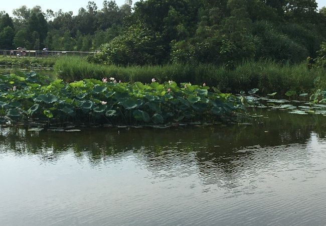 香港ウェットランド パーク (香港湿地公園)