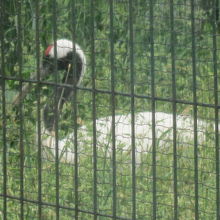 ゆったりと過ごしていらっしゃるタンチョウさん。