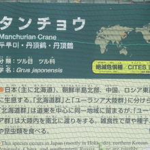 タンチョウの解説はこちらで。
