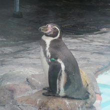 フンボルトペンギンさんの様子