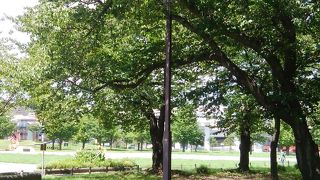 昔は国際仮装行列の終点であった蒔田公園