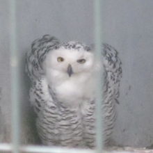 案外可愛らしいお顔のシロフクロウさん