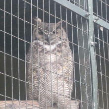 裏側でひっそりと暮らしているアメリカワシミミズクさん