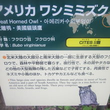 アメリカワシミミズクさんの解説板の様子