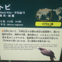 お馴染みのトビさんも、ここで眺めるとちょっと悲しげ…。