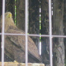 オジロワシさんの様子