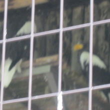 オオワシさんの様子