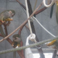 リスザルドームには可愛らしいリスザルが沢山！