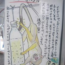 こんな凝ったリスザルの手書き解説も！