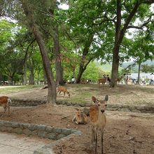 鹿でいっぱいの奈良公園