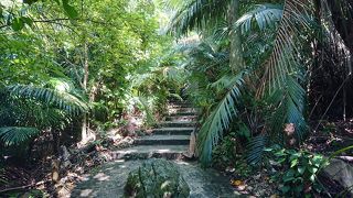 石垣島の天然植物であるヤエヤマヤシ等を鑑賞できるヤシ林