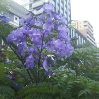 ジャカランダの花