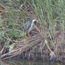 シロハラクイナ