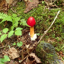 樹海内に生えていたタマゴタケ
