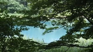 曇り空だと、色も今一つだねー。