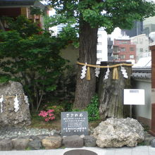 神田明神の大公孫樹の樹です。さざれ石も、傍に置かれています。