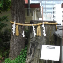 神田明神の大公孫樹と解説板です。現在の大公孫樹は、左側です。