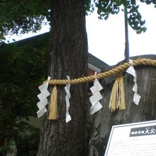 江戸時代からの大公孫樹は、右側で、左側が、現在の大公孫樹です