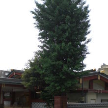 明神男坂門の傍に、神田明神の大公孫樹が、生き続けています。