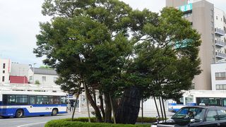 不動明王の化身として崇められた木