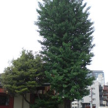 神田明神の大公孫樹は、航海中の船にとっては、方向の目印でした