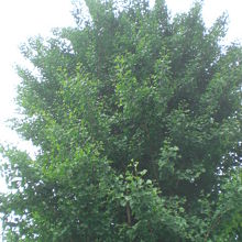 ２代目になりましたが、神田明神の大公孫樹は、頑張っています。