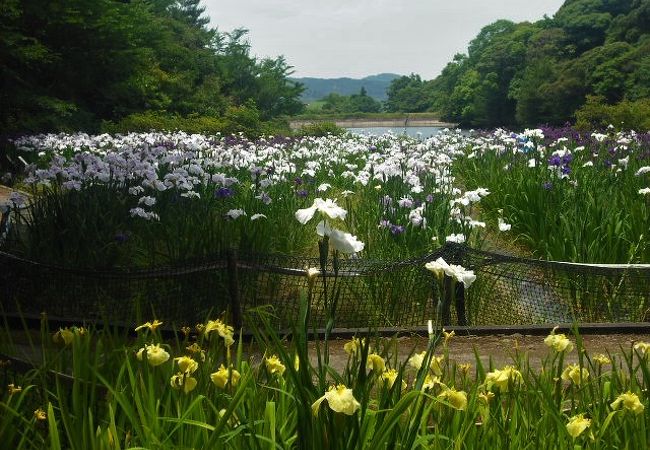 ６月上旬から中旬には菖蒲が咲きます