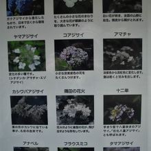 紫陽花の説明