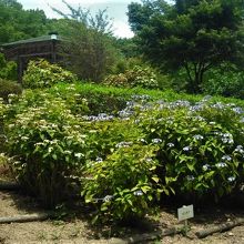 丘の上に東屋があります。