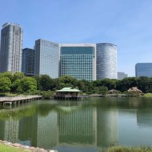 浜離宮の公園内