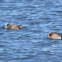 アメリカヒドリ♂（左）＆ヒドリガモ♂（右） 
