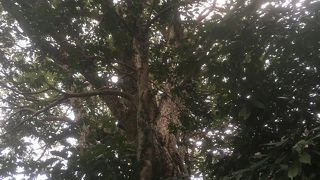 樹勢が実に見事です。