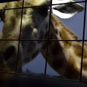 涼しい時間に、動物が見れました